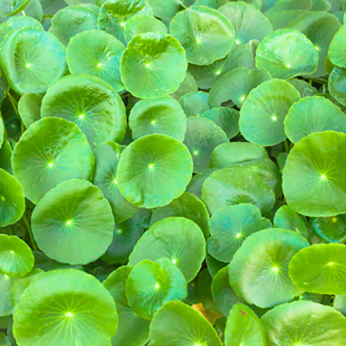 GOTU KOLA